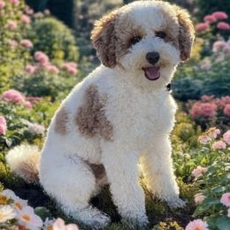 Gunner - Poodle