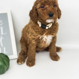 Snowflake - Apricot female Goldendoodle puppy in O'fallon, Missouri from Rockin R Doodles