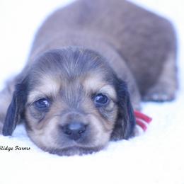 Millie - Red female Dachshund puppy in Murray, Kentucky from Shadow Ridge Farms