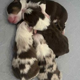 Australian Shepherd puppies from Dream E River Ranch