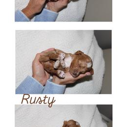 Rusty - Red  male Goldendoodle puppy in Trenton, Tennessee from Pickard’s country Golden doodles