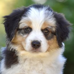 Australian Shepherd and Miniature American Shepherd Puppies from Bright Heart Aussies & Miniature American Shepherds