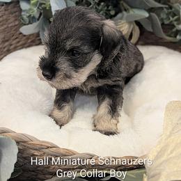 Grey Collar - Salt and pepper male Miniature Schnauzer puppy in Peoria, Arizona from Hall Miniature Schnauzers