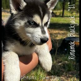Runamok Blackjack - 21 - Wolf sable male Pomsky puppy in St. Maries, Idaho from Runamok Farm