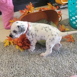 Hunter - White and black male Dalmatian puppy in Grant, Michigan from Savannah Woltanski