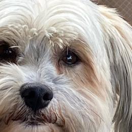 Carter - Havanese