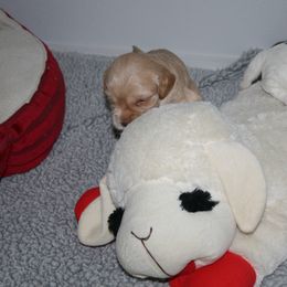 Australian Labradoodle Puppies from Windsor Creek Labradoodles