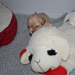 Australian Labradoodle Puppies from Windsor Creek Labradoodles