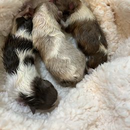 Pomeranian puppies from My Bella’s Pomeranians