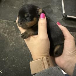 Female 4 - Black and tan female Rottweiler puppy in Mcminnville, Oregon from JHB Rottweilers