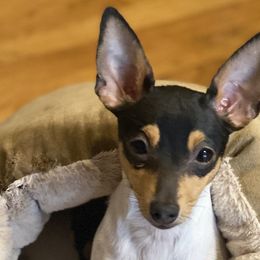 Belle - Toy Fox Terrier
