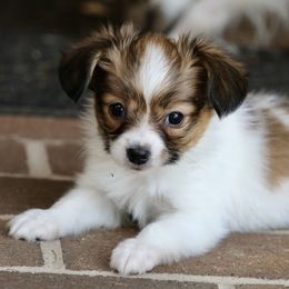 Bubbles - White and sable female Papillon puppy in Boardman, Ohio from Taliaferro Kennel