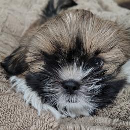 Maltese and Shih Tzus from Susan Wolan