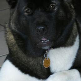 Akita from Audacious Akitas