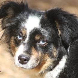 Dolly - Toy Australian Shepherd
