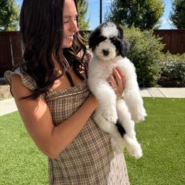 Laura - Tri-color female Bernedoodle puppy in Yuba City, California from Ranch House Doodles