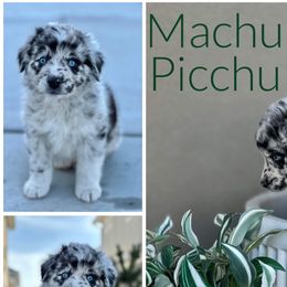 Boy 1 (Machu Pichu) - Blue merle Australian Shepherd puppy in Utah from Sage Brook Companions