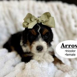 Arrow - Tri-color female Bernedoodle puppy in Jackson, Mississippi from T.M. Poodles & Doodles