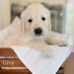 Golden Retriever and Poodle Puppies from Clementi Pearl Golden and Poodle