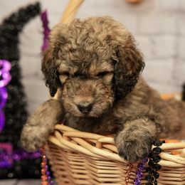 Assorted Doodle Crosses Puppies from Newfiedoodles of WNY