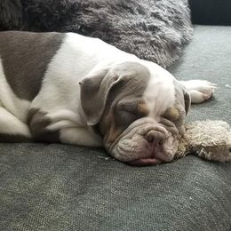 Olde English Bulldogge Puppies from M&M Bulldogs