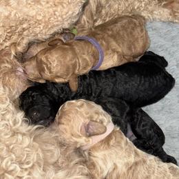 Goldendoodle and Poodle Puppies from HoneyPaw Doodles