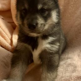 Cinder - Agouti and white female Siberian Husky puppy in Doswell, Virginia from Shinko Siberians