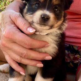 ASDR 2 Blue's Snickerdoodle Cookie - Black tri female Toy Australian Shepherd puppy in Tremont, Tennessee from 2 Blue Toy Aussies