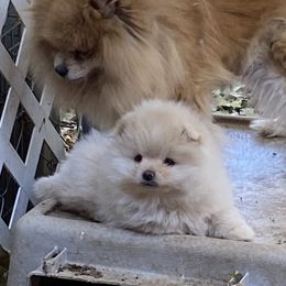 Pomeranian and Shih Tzu Puppies from Cobb Mountain Shihtzus