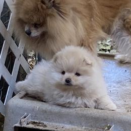 Pomeranian and Shih Tzu Puppies from Cobb Mountain Shihtzus