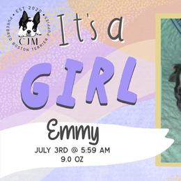 Emmy - Black brindle and white female Boston Terrier puppy in Jupiter, Florida from CJM Boston and Boxer Puppies