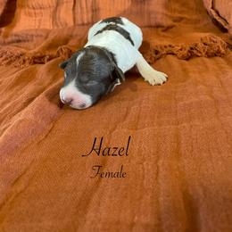 Hazel - Brown female Lagotto Romagnolo puppy in Minster, Ohio from 1880 Lagotto