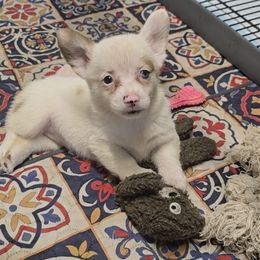 Cloud - Red and white female American Corgi puppy in Lithia, Florida from Diamondcrest Inc