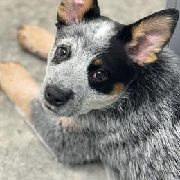 Australian Cattle Dog puppies from Sugarloaf French bulldogs and Australian cattle dogs