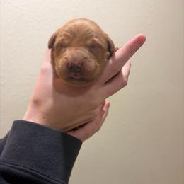 Fluttershy - Dark golden female Golden Retriever puppy in Mountain Home, Idaho from Poppy's Garden Golden Retrievers