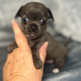 Liberty girl - Blue and white female Chihuahua puppy in Orlando, Florida from iLuvChihuahuas