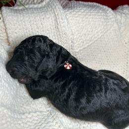 Donner - Black male Bernedoodle puppy in Greenville, South Carolina from Halo BerneDo
