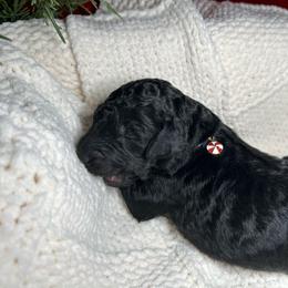 Donner - Black male Bernedoodle puppy in Greenville, South Carolina from Halo BerneDo