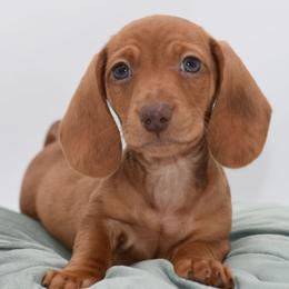 Beau AKC - Dapple male Dachshund puppy in Coweta, Oklahoma from Sunnyside Dachshunds