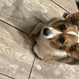 Ruthie - Cardigan Welsh Corgi