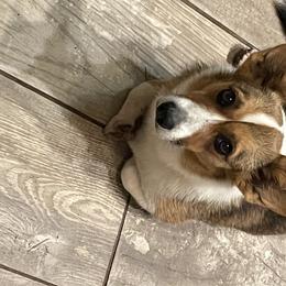 Ruthie - Cardigan Welsh Corgi