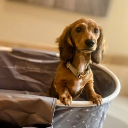 Lexi - Dachshund