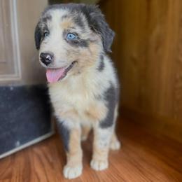 Male 2 - Blue merle male Australian Shepherd puppy in Smithville, Arkansas from Harris Farms and Aussies