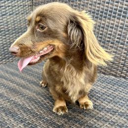 Autumn - Dachshund