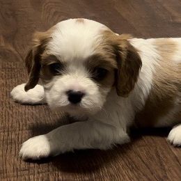 Boy 3 - Cavalier King Charles Spaniel puppy from Whispering Meadows Performances Horses and Cavalier King Charles Spaniels