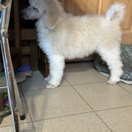 Pembroke Welsh Corgi and Poodle Puppies from Blue Diamond Kennel