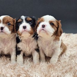 Cavalier King Charles Spaniels from Kalon Cavaliers