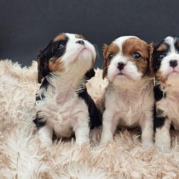Cavalier King Charles Spaniels from Kalon Cavaliers