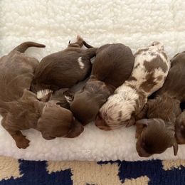 Dachshund Puppies from Lakeview Dachshunds