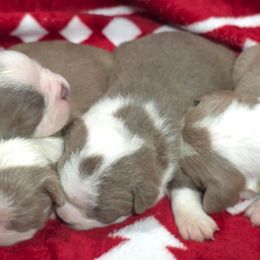 Socks - Lilac female Boston Terrier puppy in Millers Creek, North Carolina from Tumbling Shoals Hilltop Bostons